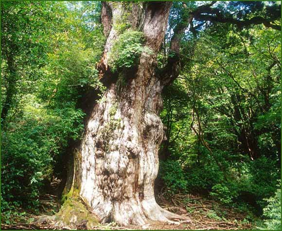 🎨 기리시마 민예촌 (키리시마민게이무라)